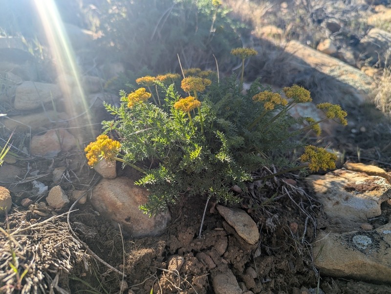 Rough Desertparsley