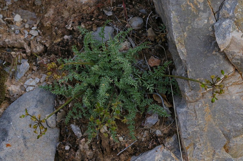 Rough Desertparsley photo 4