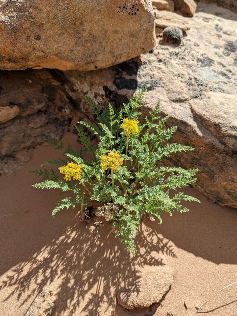 Rough Desertparsley photo 5