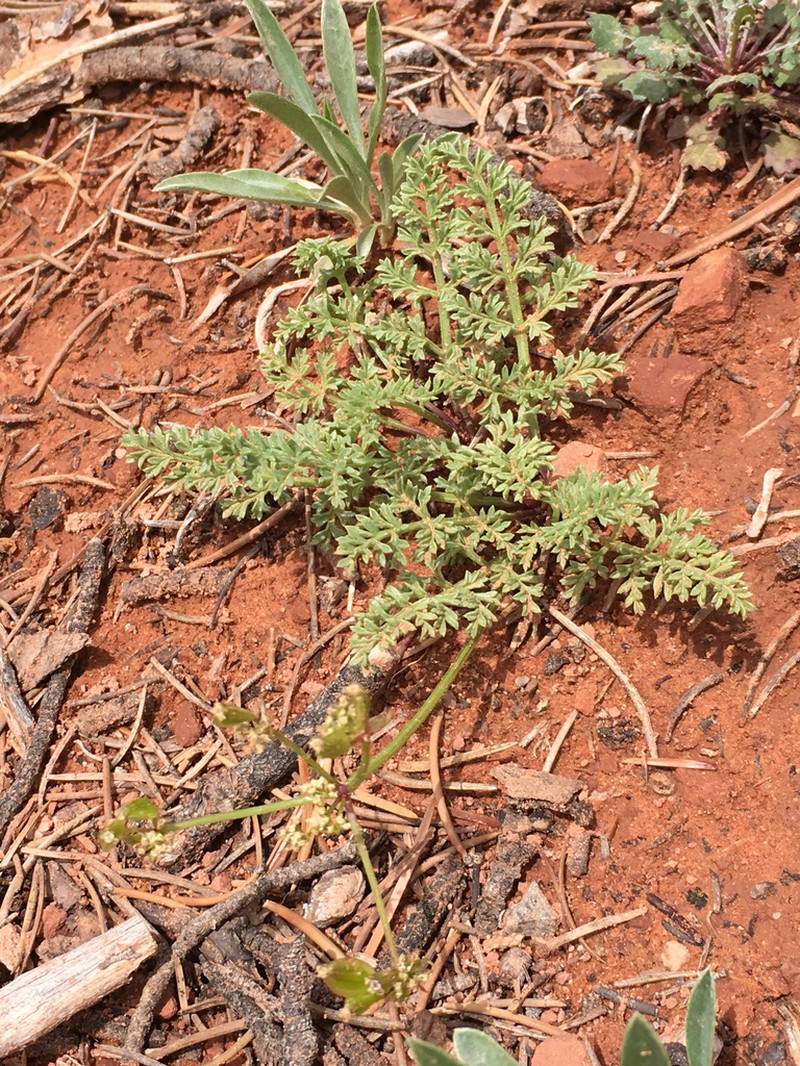 Rough Desertparsley photo 7