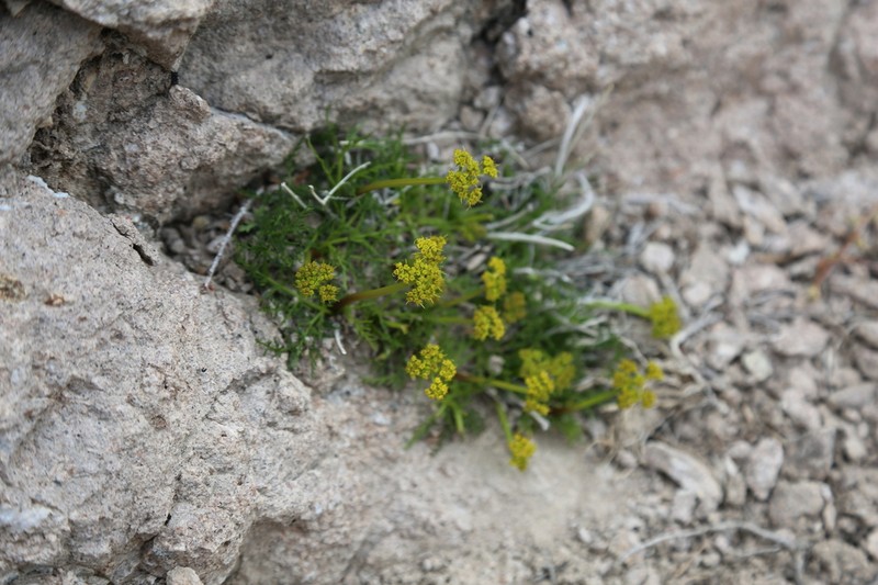 Rough Desertparsley photo 8