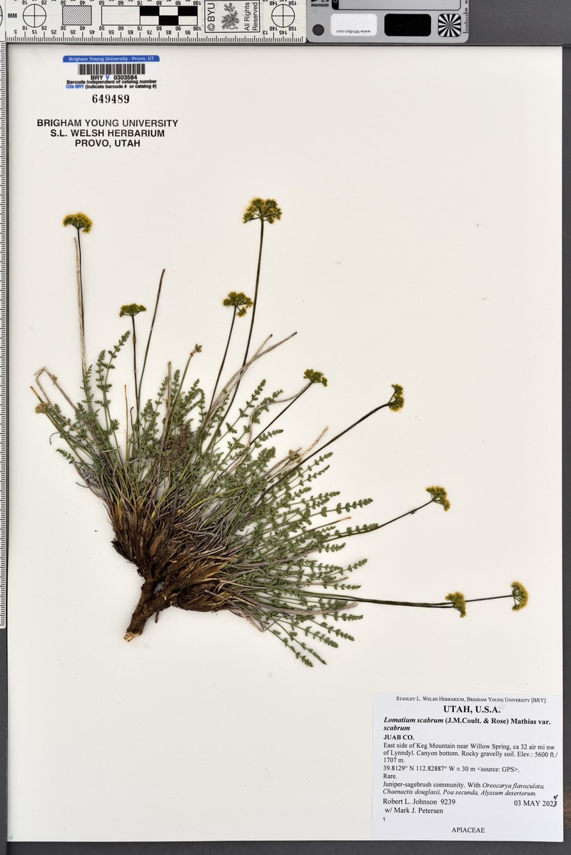 Lomatium scabrum var. scabrum photo 2