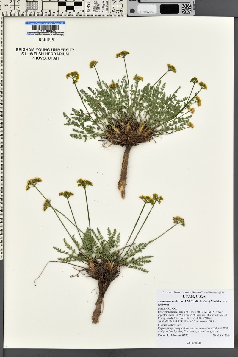 Lomatium scabrum var. scabrum photo 3