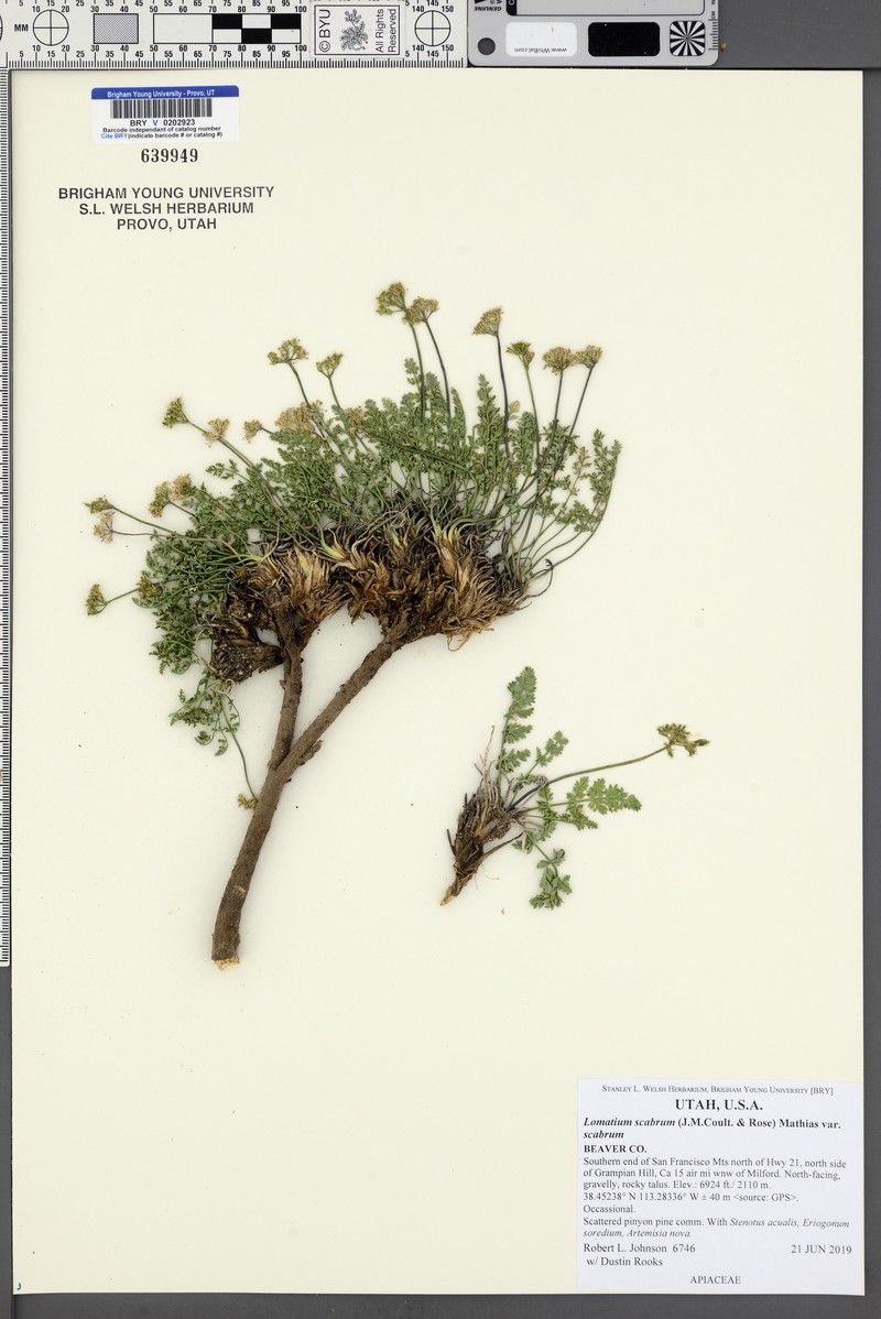 Lomatium scabrum var. scabrum photo 4