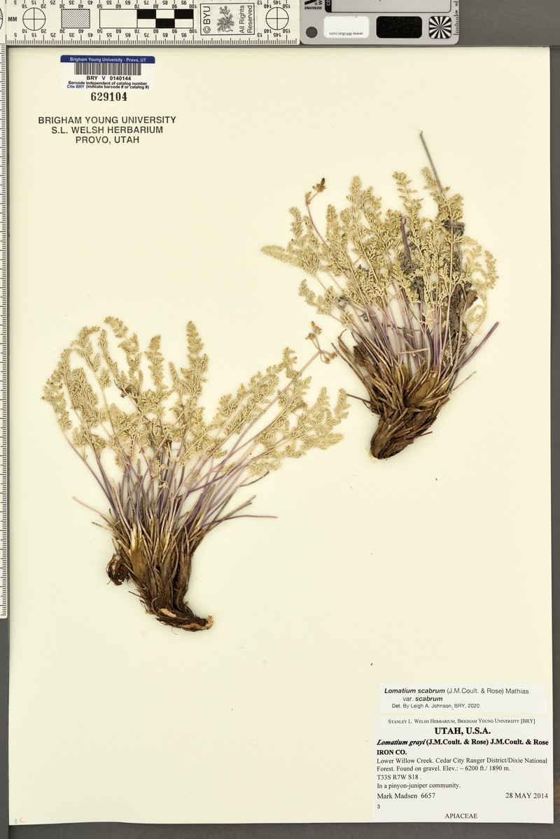 Lomatium scabrum var. scabrum photo 5