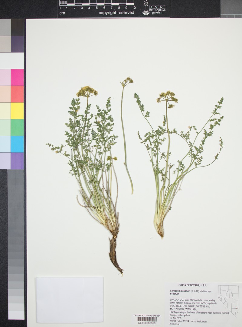 Lomatium scabrum var. scabrum photo 6