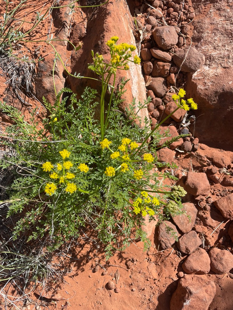 Lomatium scabrum var. tripinnatum photo 2