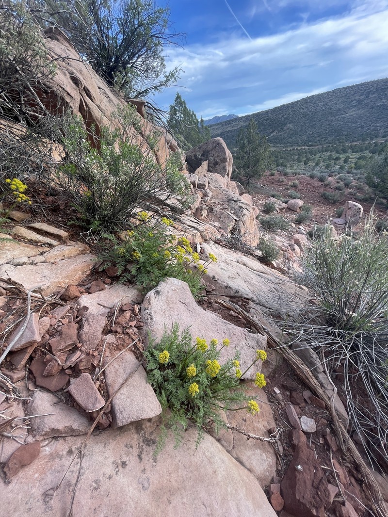 Lomatium scabrum var. tripinnatum photo 3