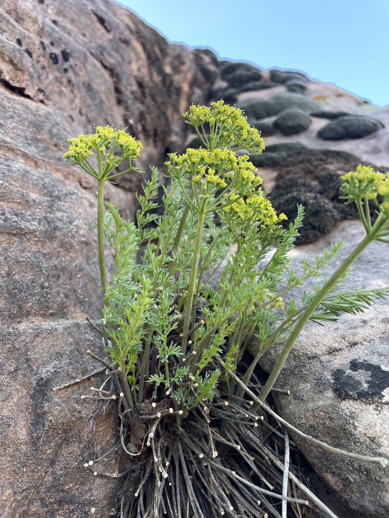 Lomatium scabrum var. tripinnatum photo 4