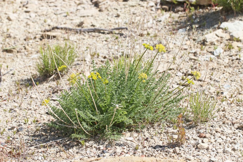 Lomatium scabrum var. tripinnatum photo 5