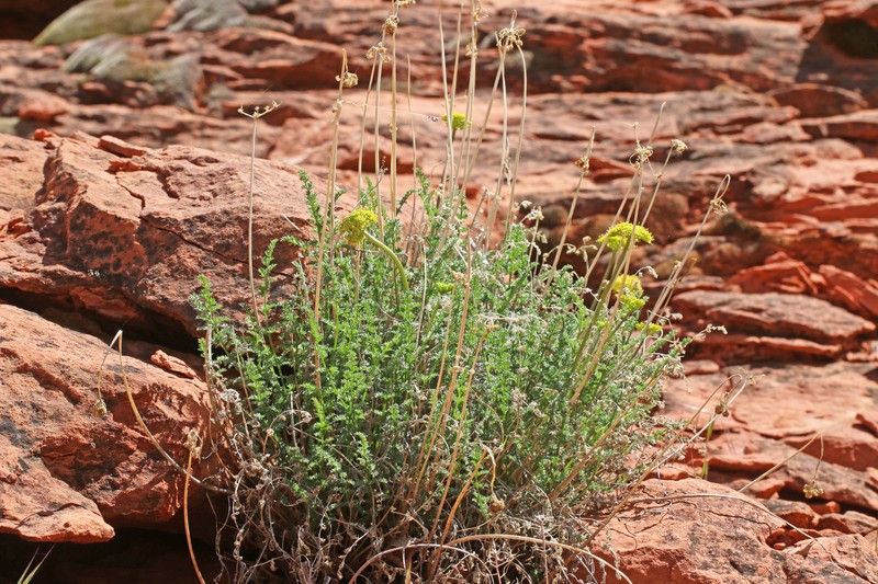 Lomatium scabrum var. tripinnatum photo 6