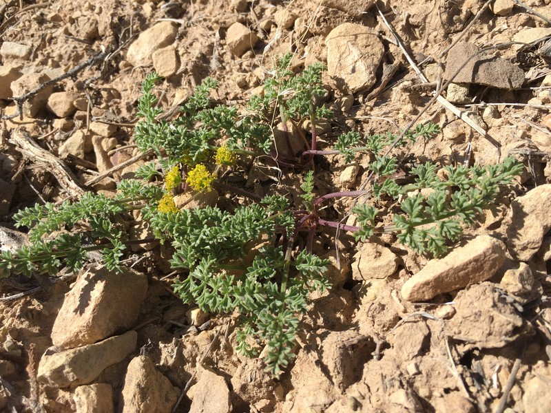 Lomatium scabrum var. tripinnatum photo 7