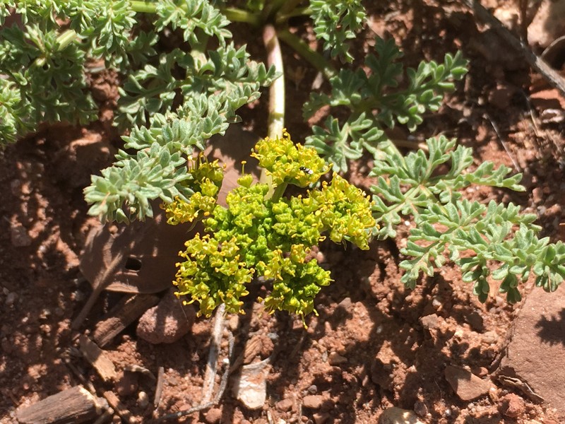 Lomatium scabrum var. tripinnatum photo 8