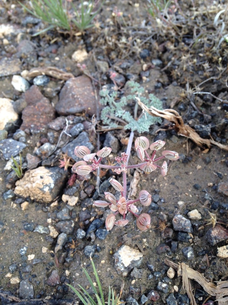 Lomatium semivaginatum