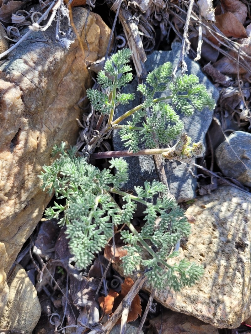 Lomatium semivaginatum photo 2