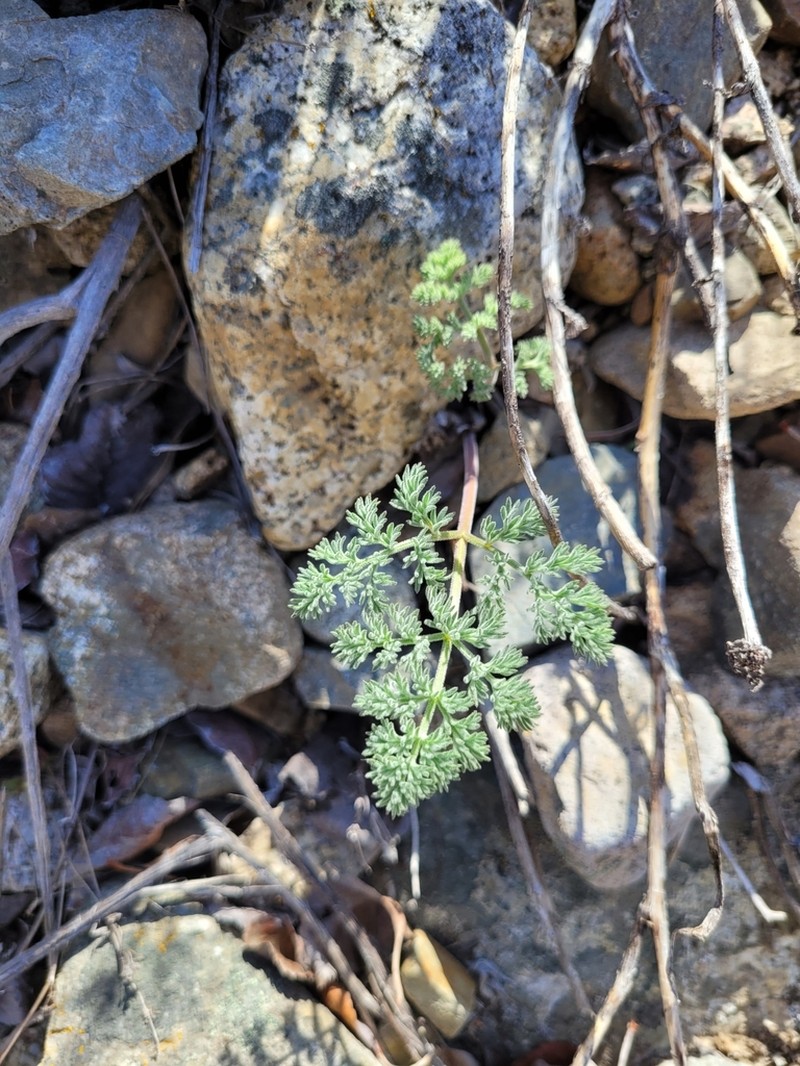 Lomatium semivaginatum photo 3