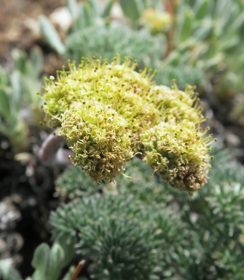 Lomatium semivaginatum photo 4