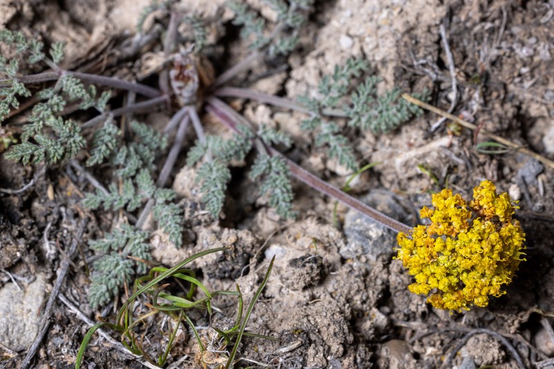 Lomatium semivaginatum photo 5