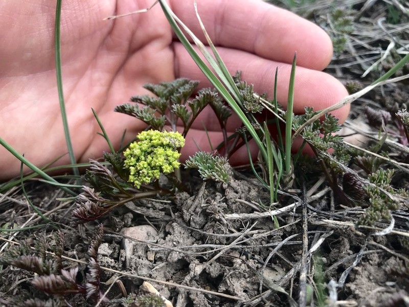 Lomatium semivaginatum photo 6