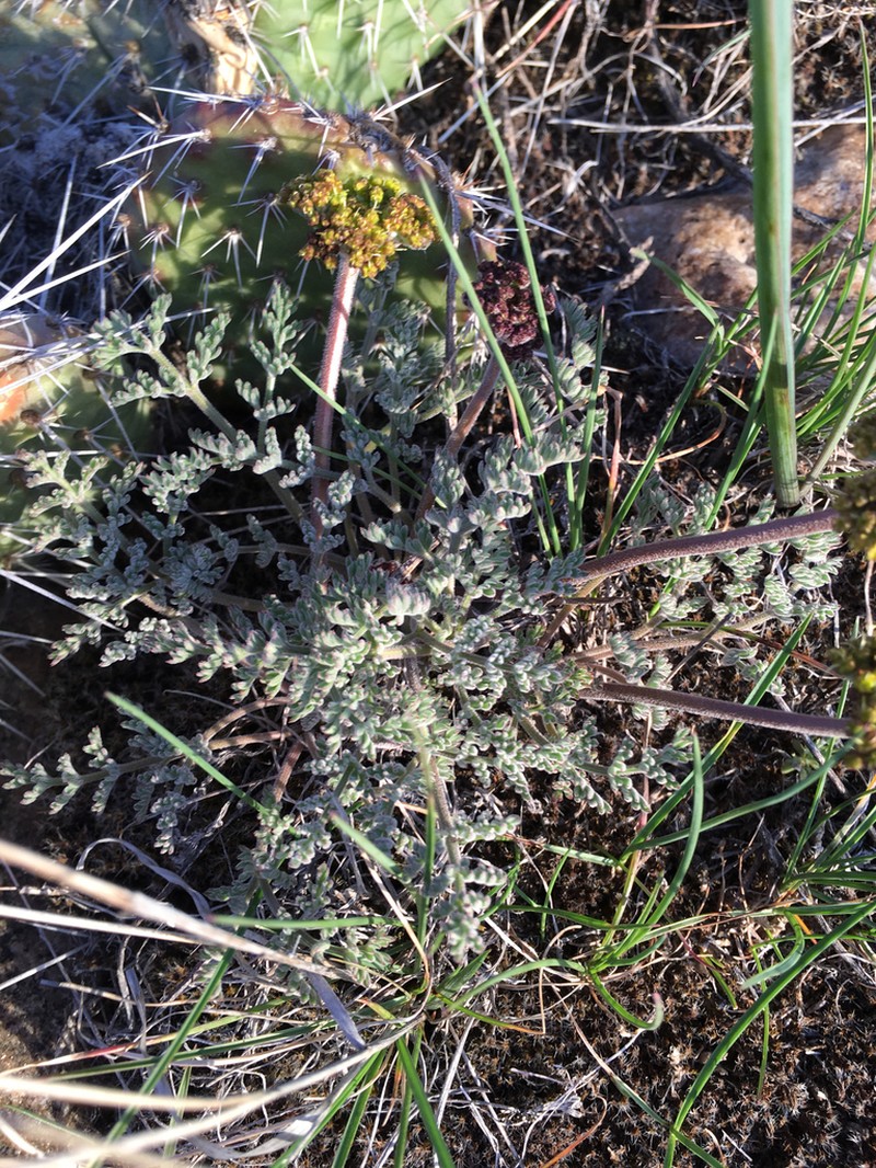 Lomatium semivaginatum photo 7