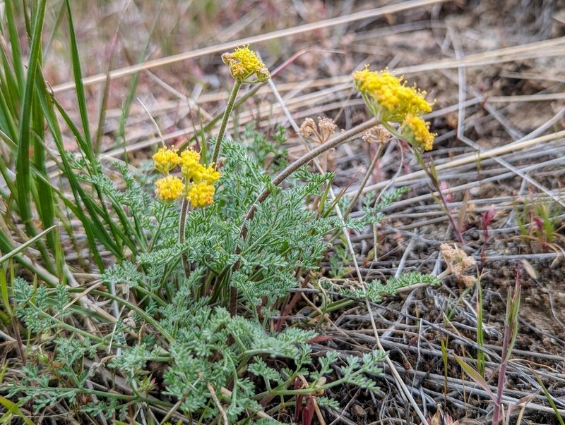 Lomatium semivaginatum photo 8