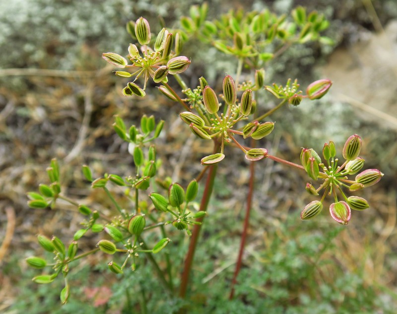 Sweetscented Biscuitroot