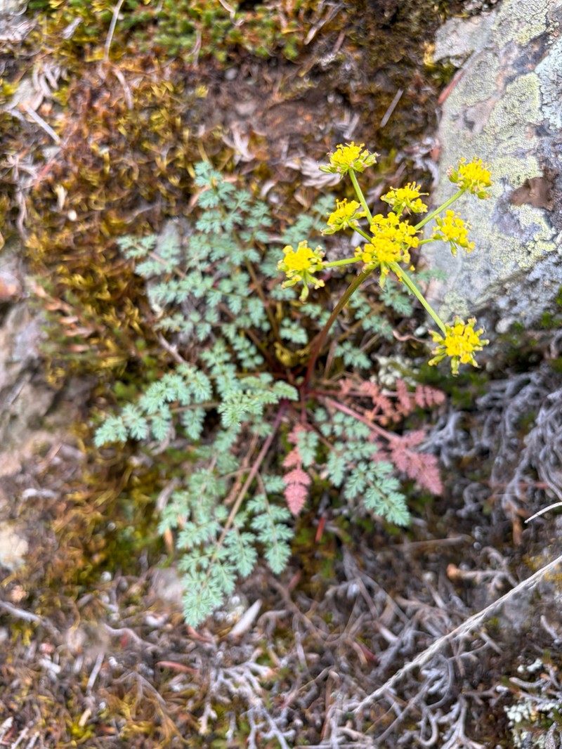 Sweetscented Biscuitroot photo 7