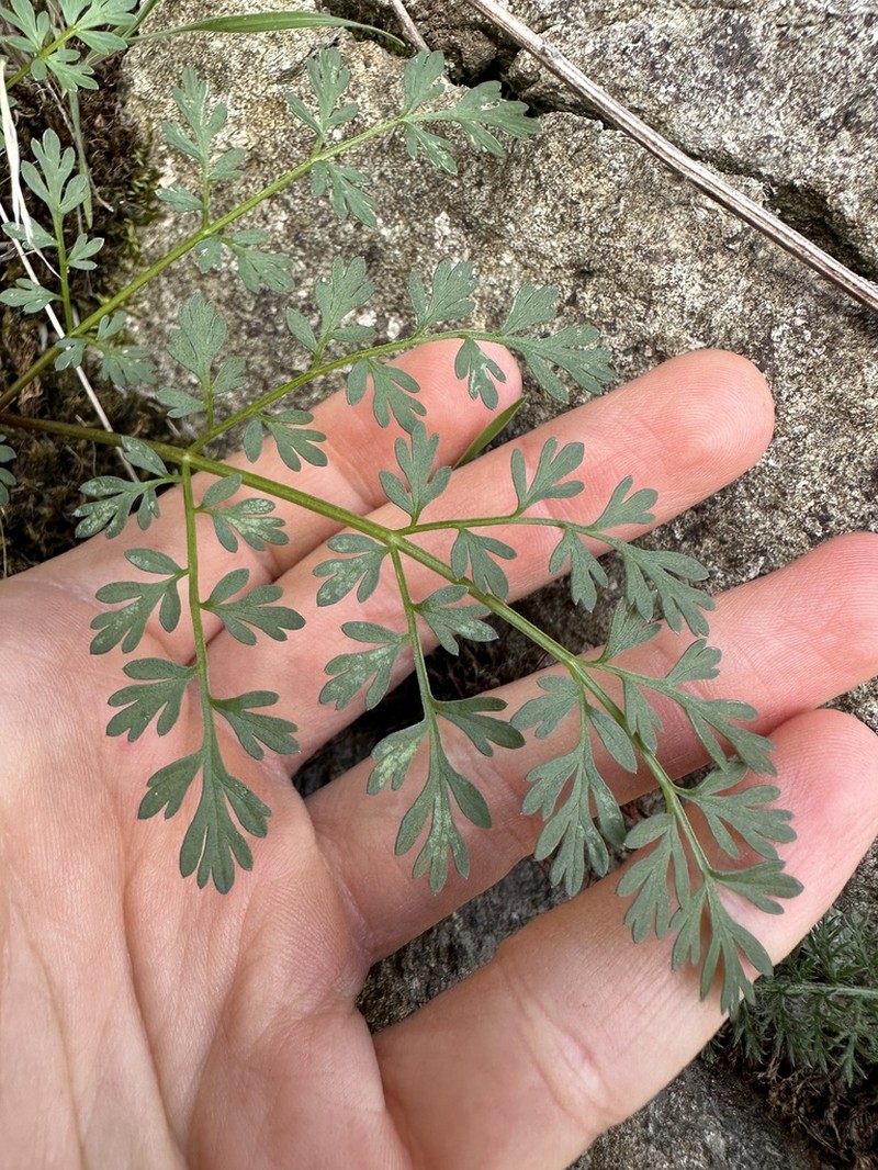 Sweetscented Biscuitroot photo 8