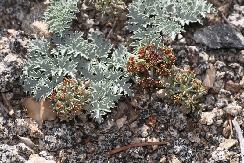 Owens Peak Desertparsley