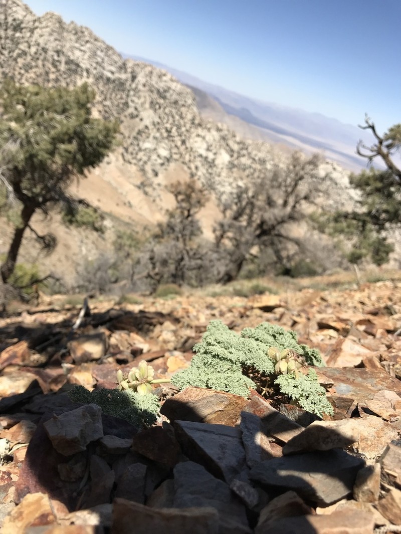 Owens Peak Desertparsley photo 2