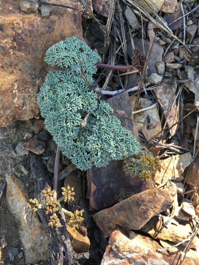 Owens Peak Desertparsley photo 3
