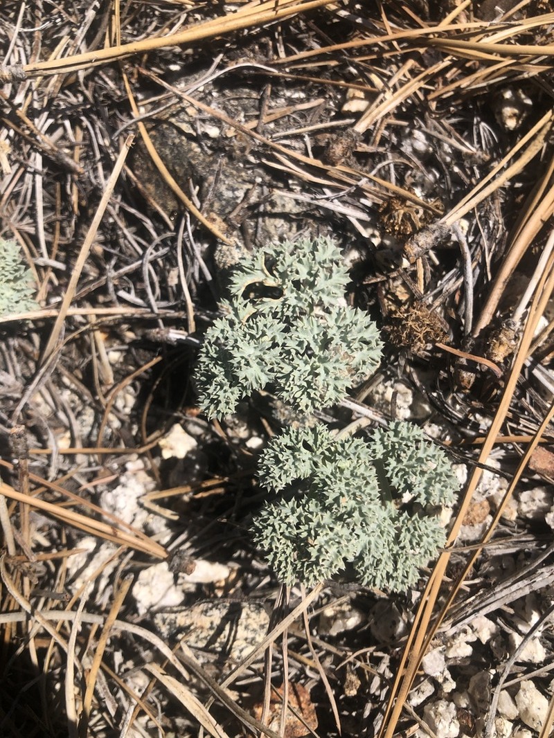 Owens Peak Desertparsley photo 4