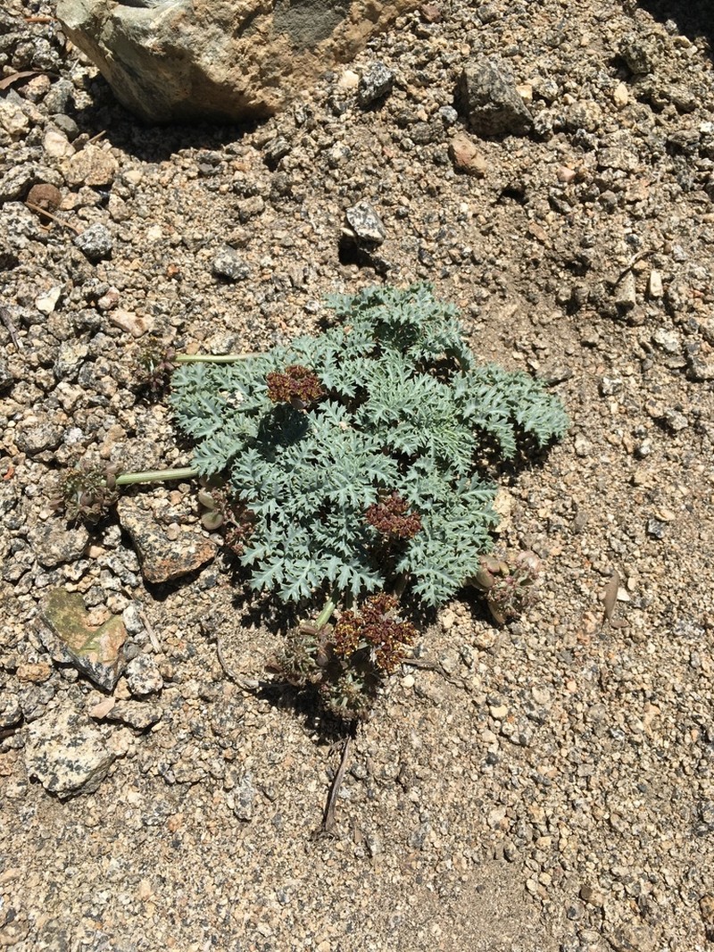 Owens Peak Desertparsley photo 5