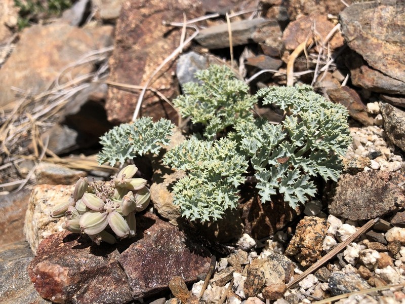 Owens Peak Desertparsley photo 6