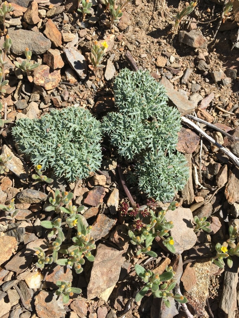 Owens Peak Desertparsley photo 7