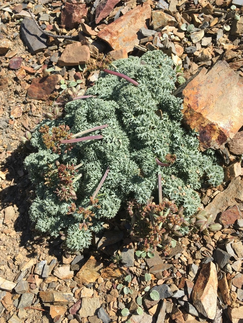 Owens Peak Desertparsley photo 8