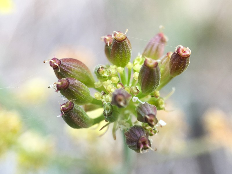 Great Basin Desertparsley