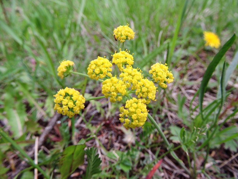 Great Basin Desertparsley photo 2