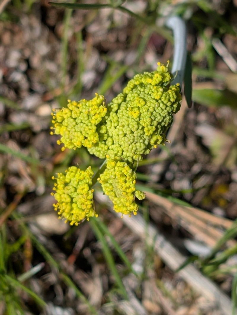 Great Basin Desertparsley photo 3