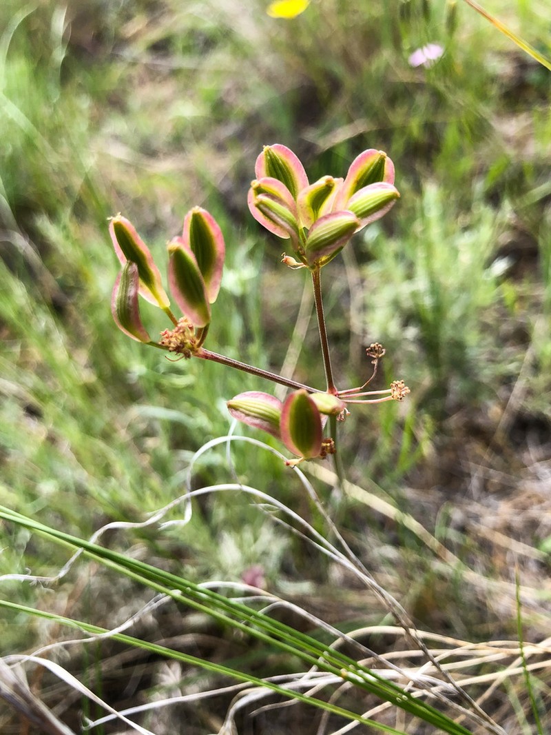 Great Basin Desertparsley photo 4