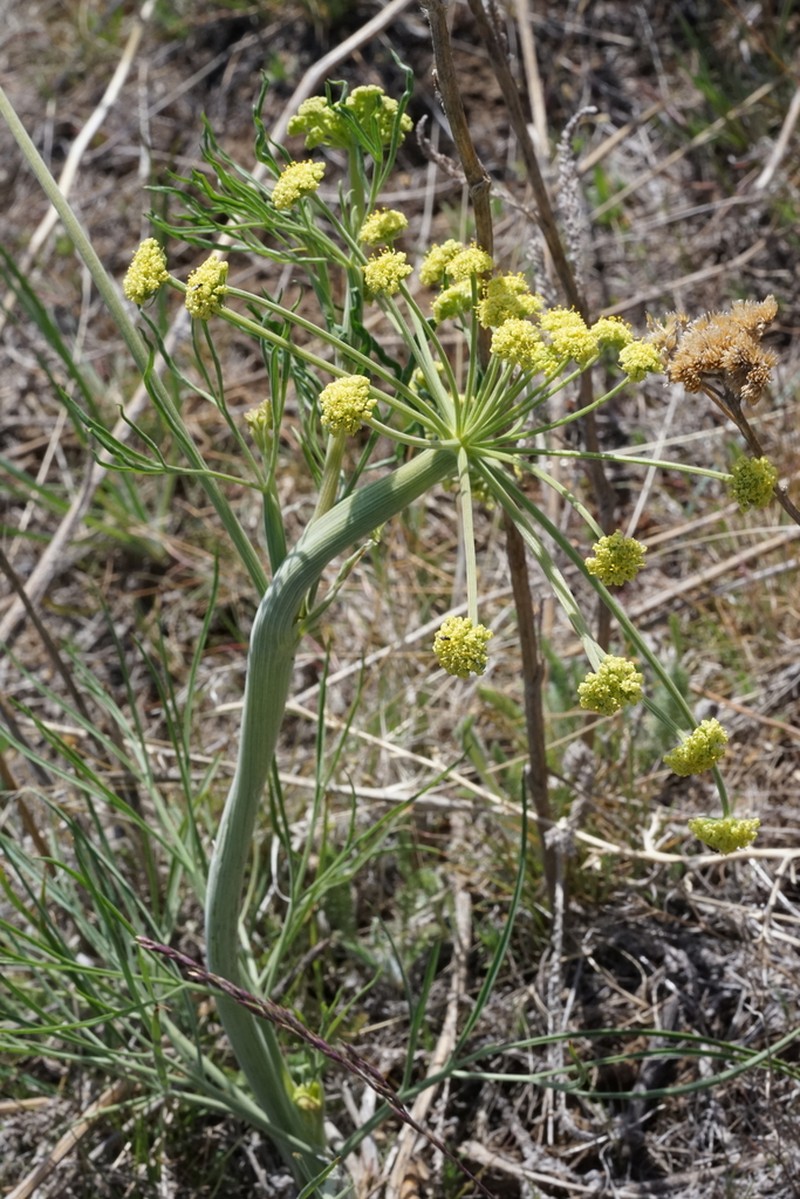 Great Basin Desertparsley photo 5