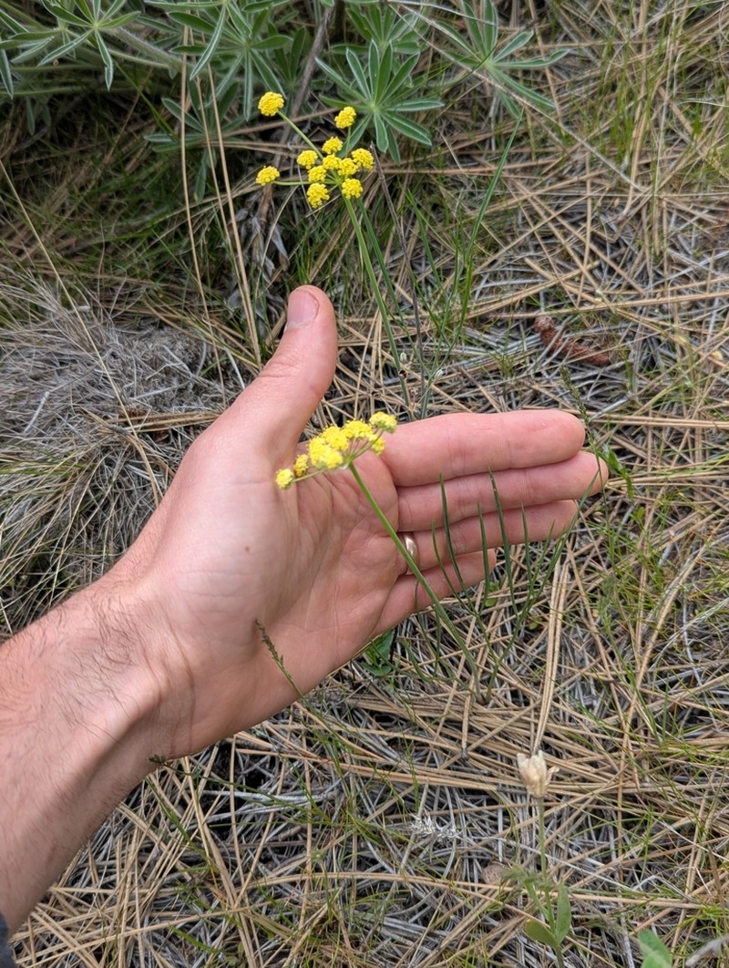 Great Basin Desertparsley photo 6