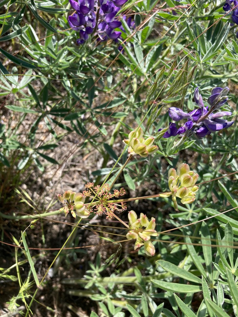 Great Basin Desertparsley photo 7