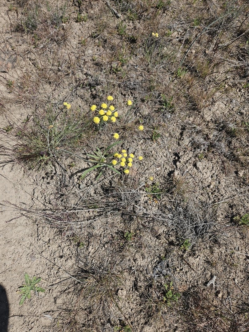 Great Basin Desertparsley photo 8