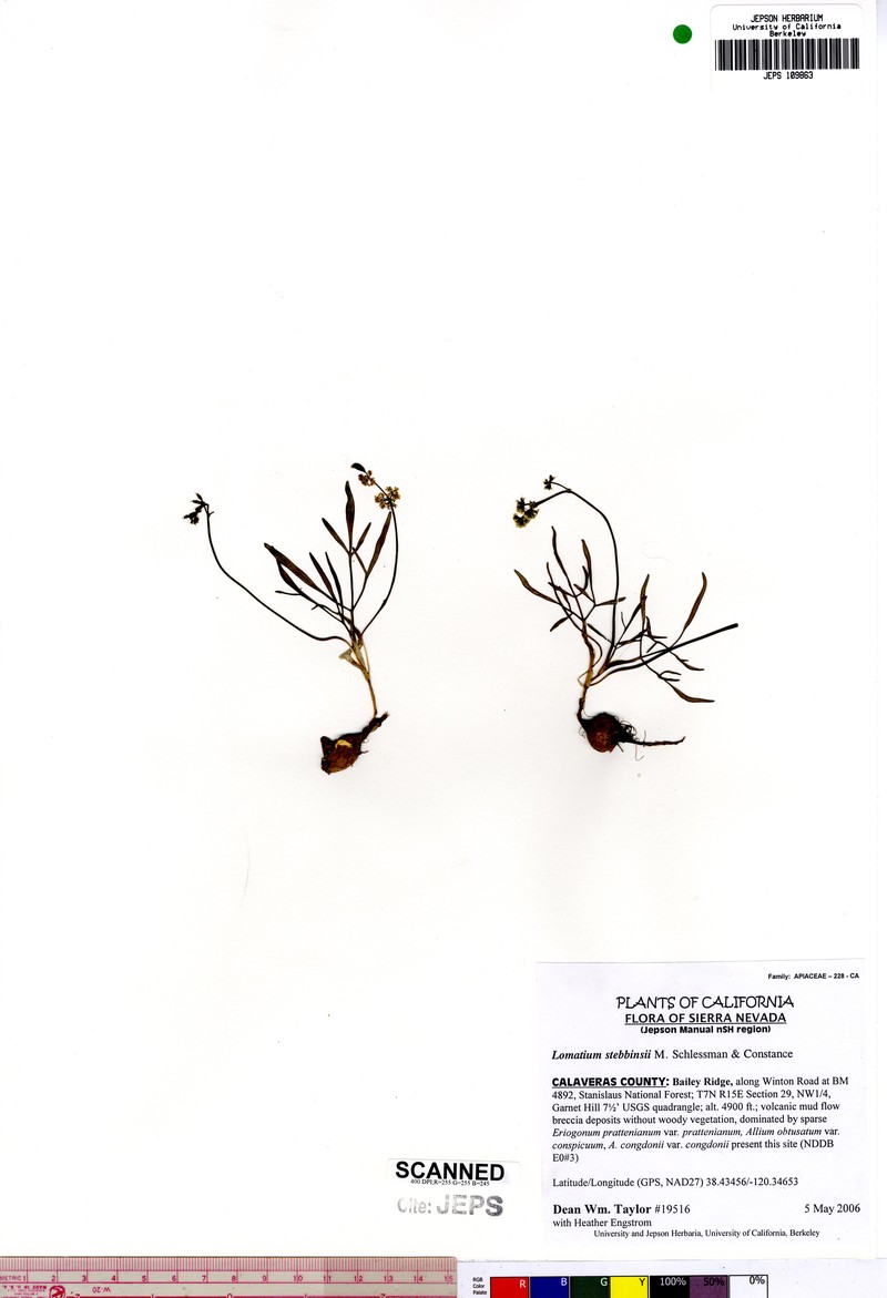 Stebbins' Desertparsley