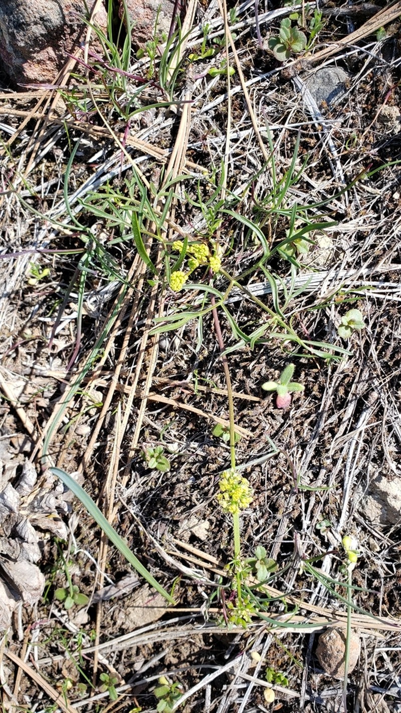 Stebbins' Desertparsley photo 2