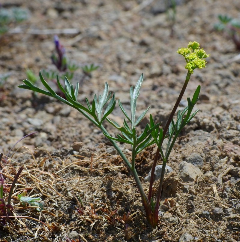 Stebbins' Desertparsley photo 3