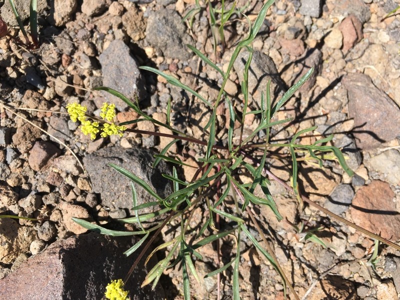 Stebbins' Desertparsley photo 4
