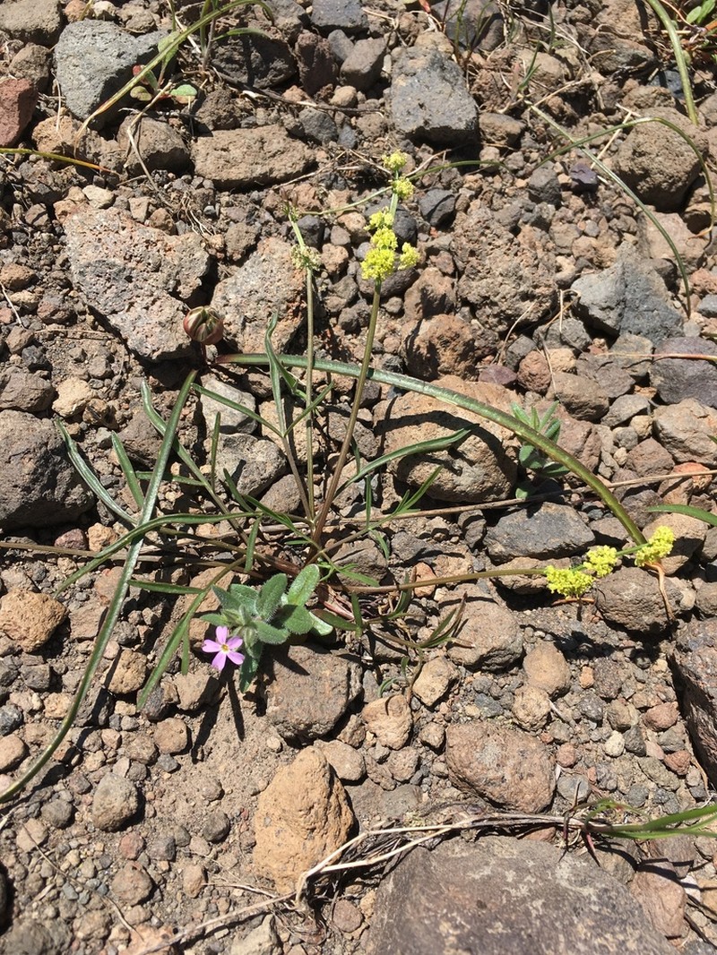 Stebbins' Desertparsley photo 5