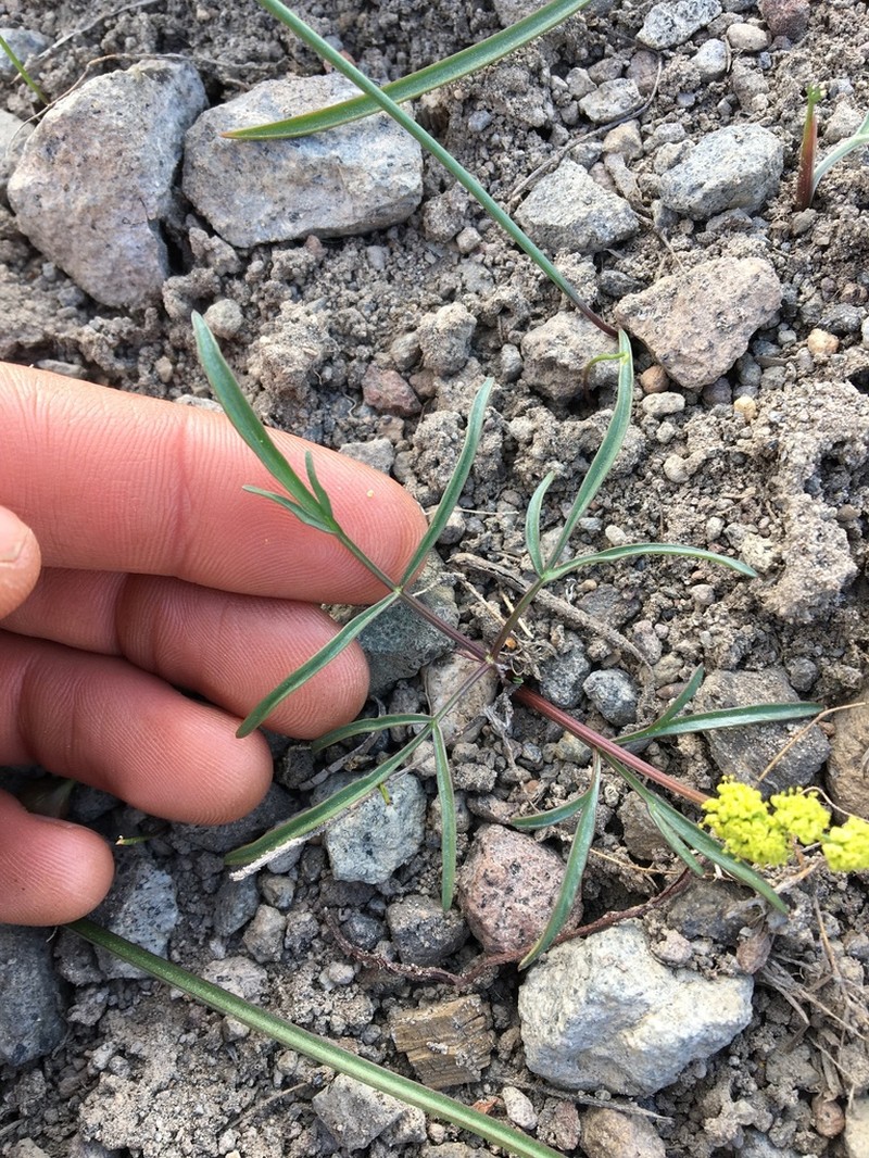 Stebbins' Desertparsley photo 6